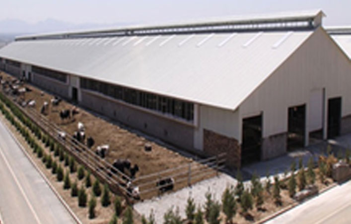 Algeria Prefabricated Steel Structure Poultry Shed 