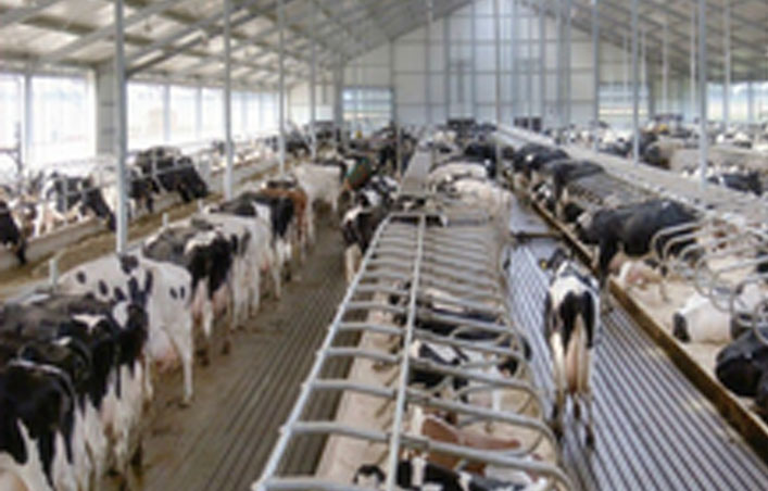 Cost-effective Devisable Structure Steel Sheds For Cow shed 